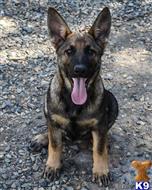 german shepherd puppy posted by Yosemite _Shepherds